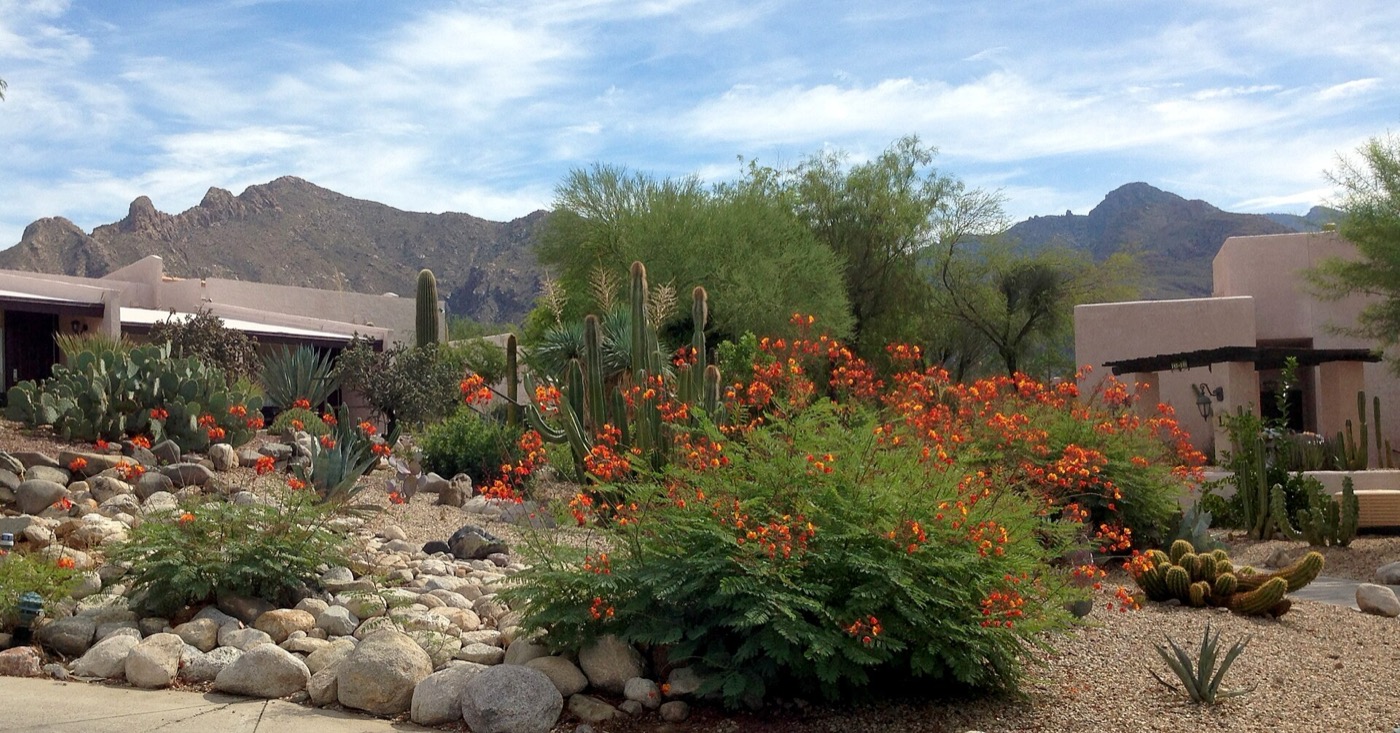 Desert landscaping with orange-flowering shrubs and cacti in front of low adobe-style buildings, with the Santa Catalina Mountains behind