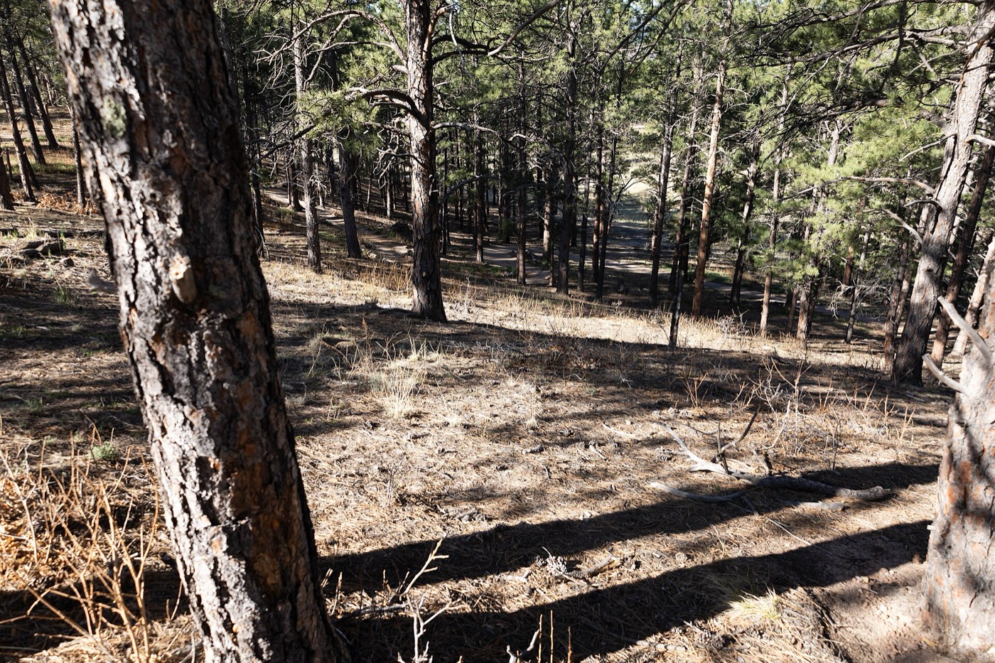 Ponderosa pines casting long shadows across a dry forest floor in Monument, Colorado