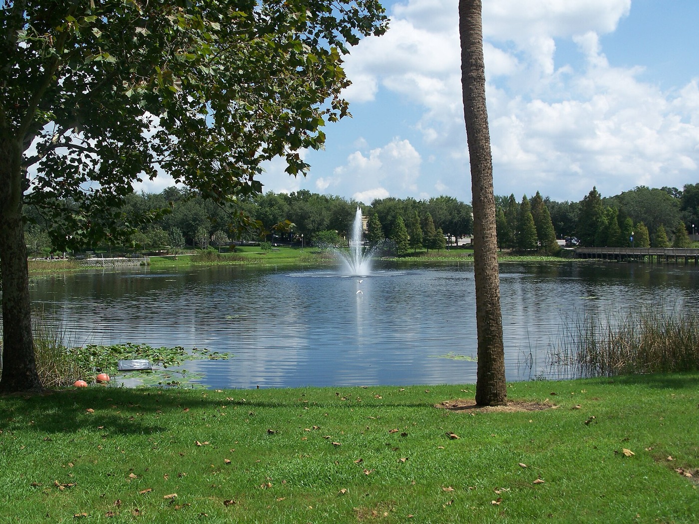 Lake Lily and its shoreline in Maitland, Florida