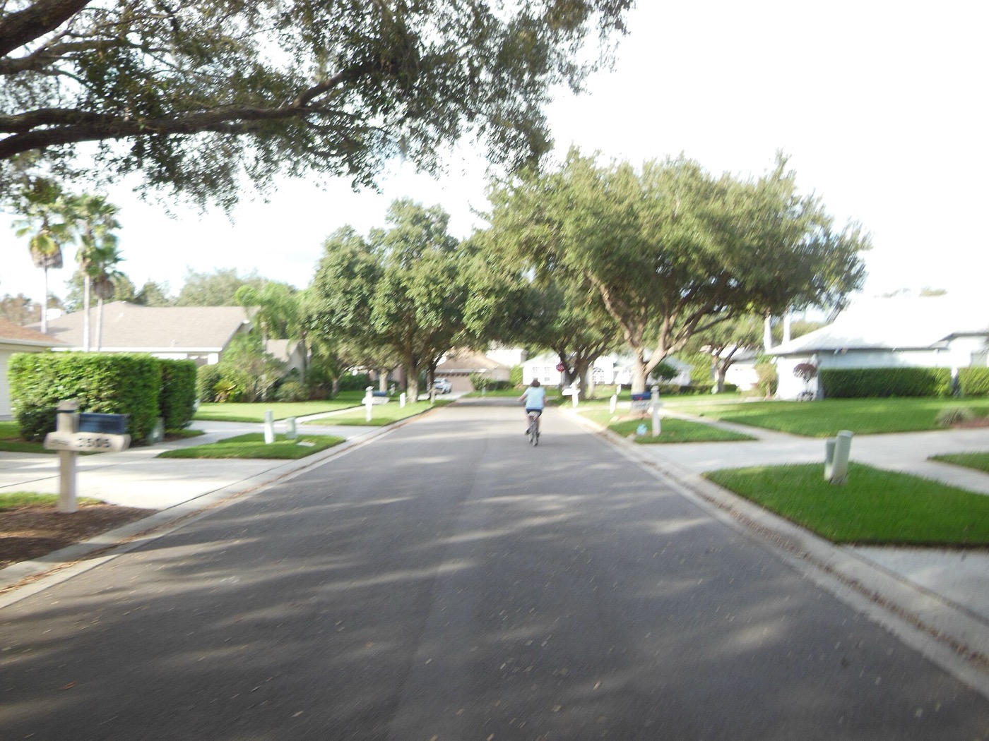A tree-lined residential street with lawns and single-story homes in the River Hills area of Valrico