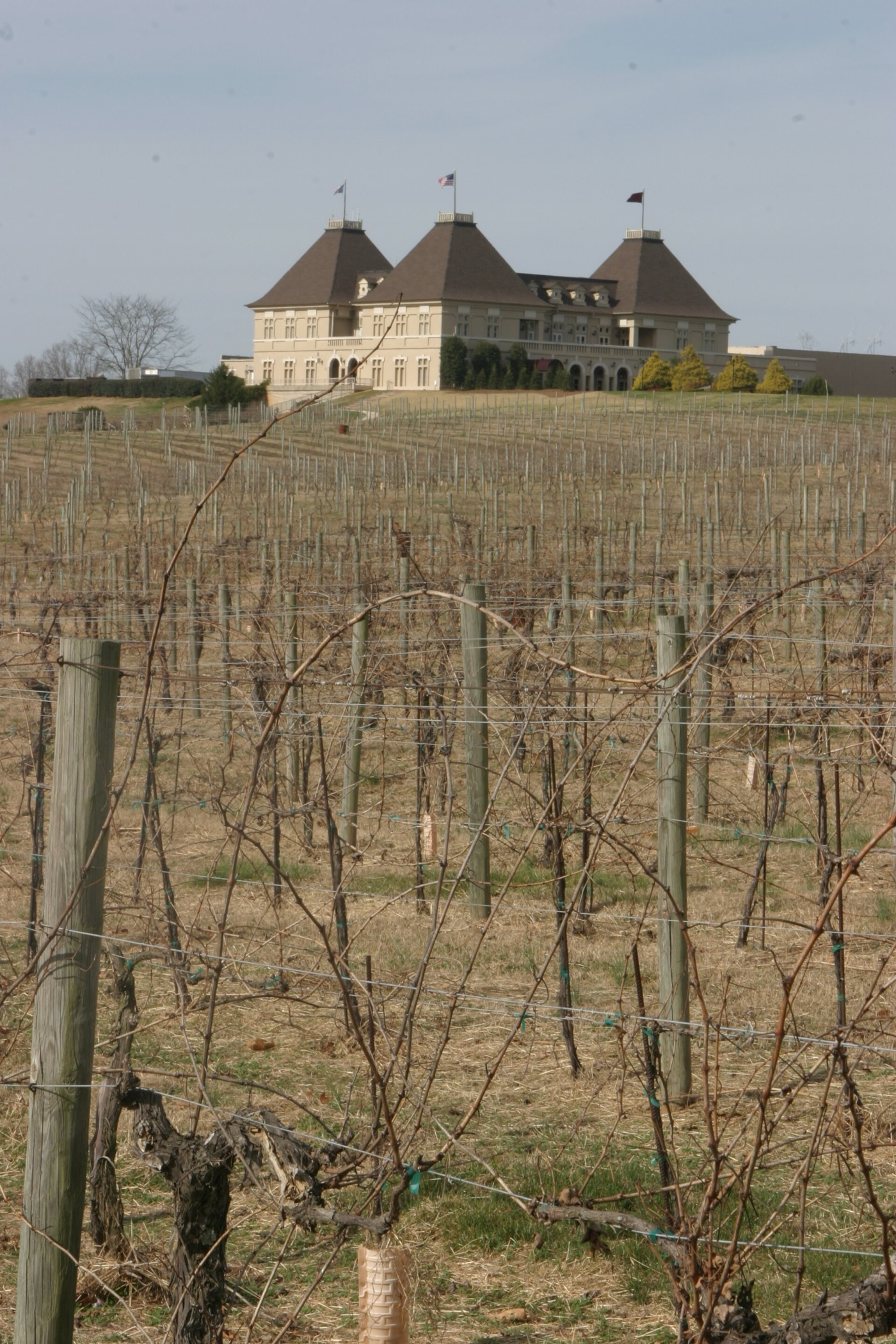 Château Élan winery building behind rows of dormant grapevines in Braselton, Georgia
