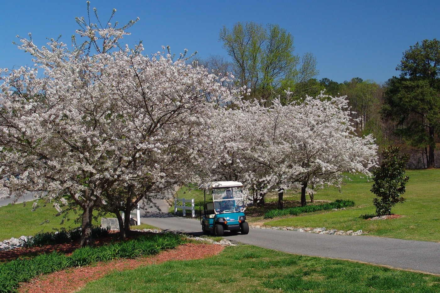 Golf cart on a paved multi-use path lined with white flowering trees in Peachtree City