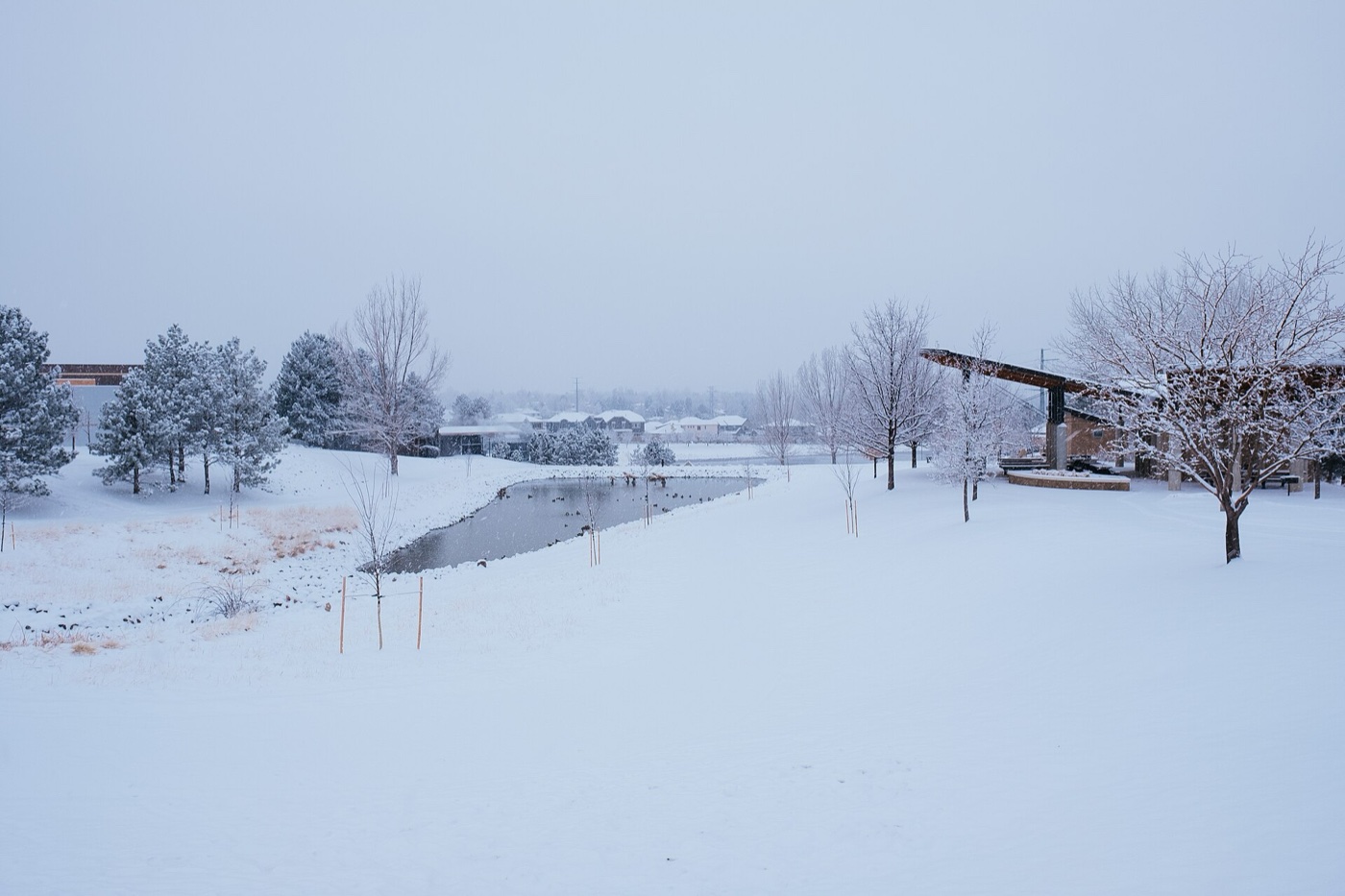 Snow-covered park and trees in Greenwood Village with buildings in the background