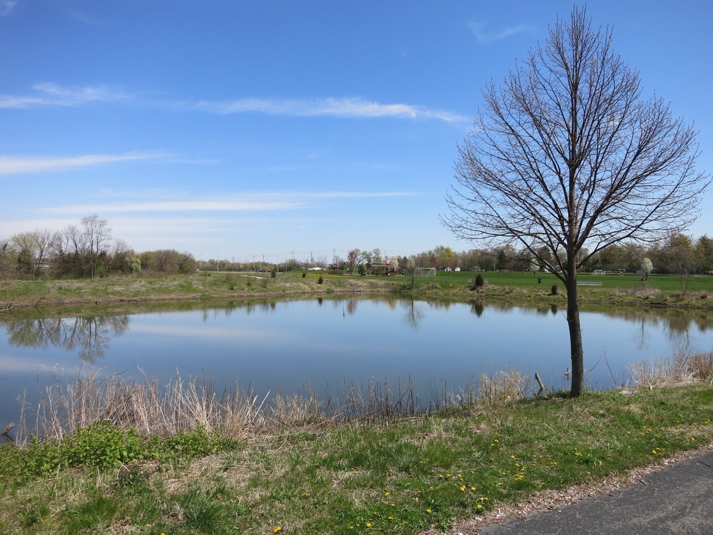 Pond and bare tree in Red Hawk Park, Carol Stream