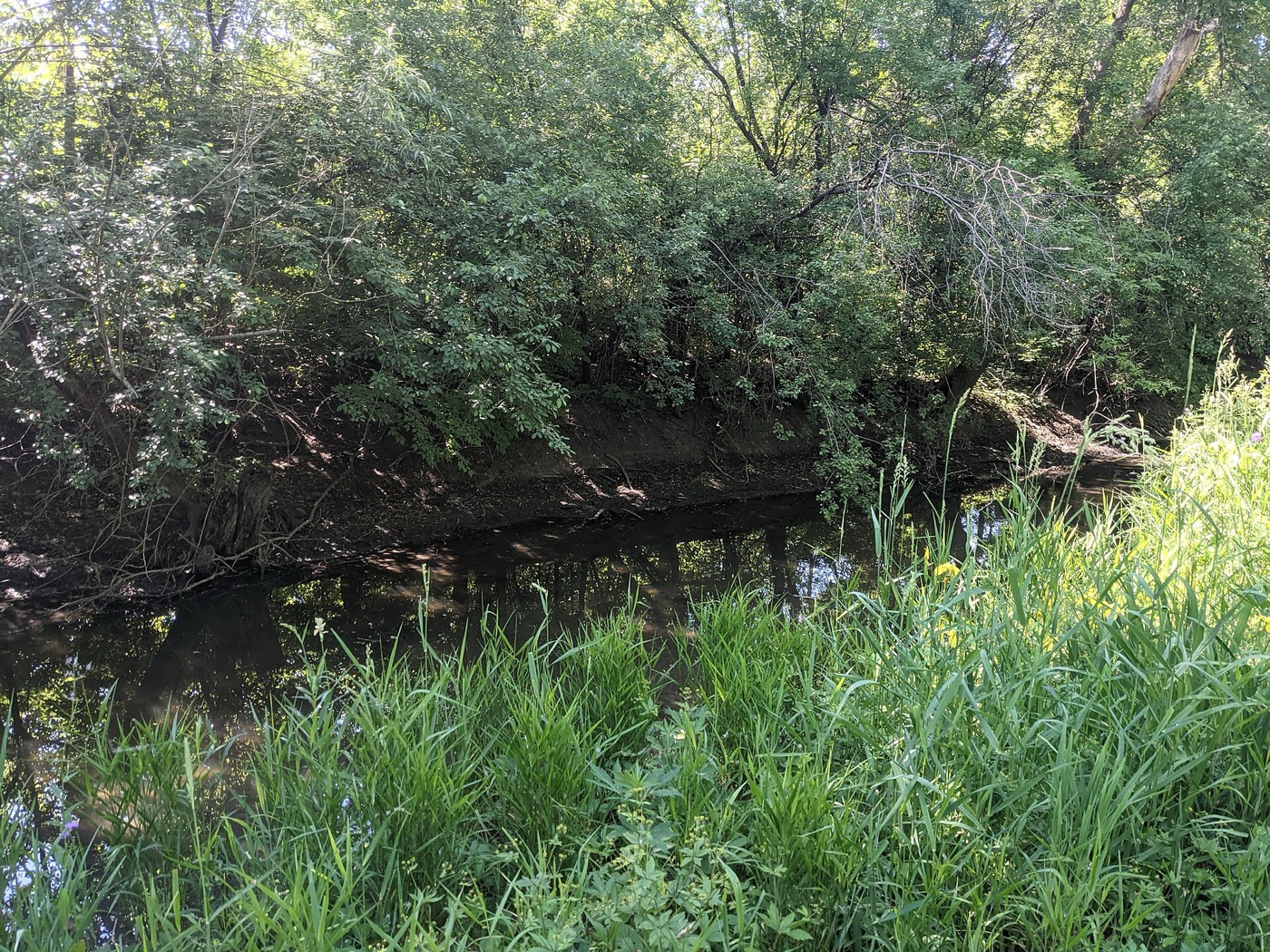 Salt Creek flowing past trees and tall grass in Rolling Meadows