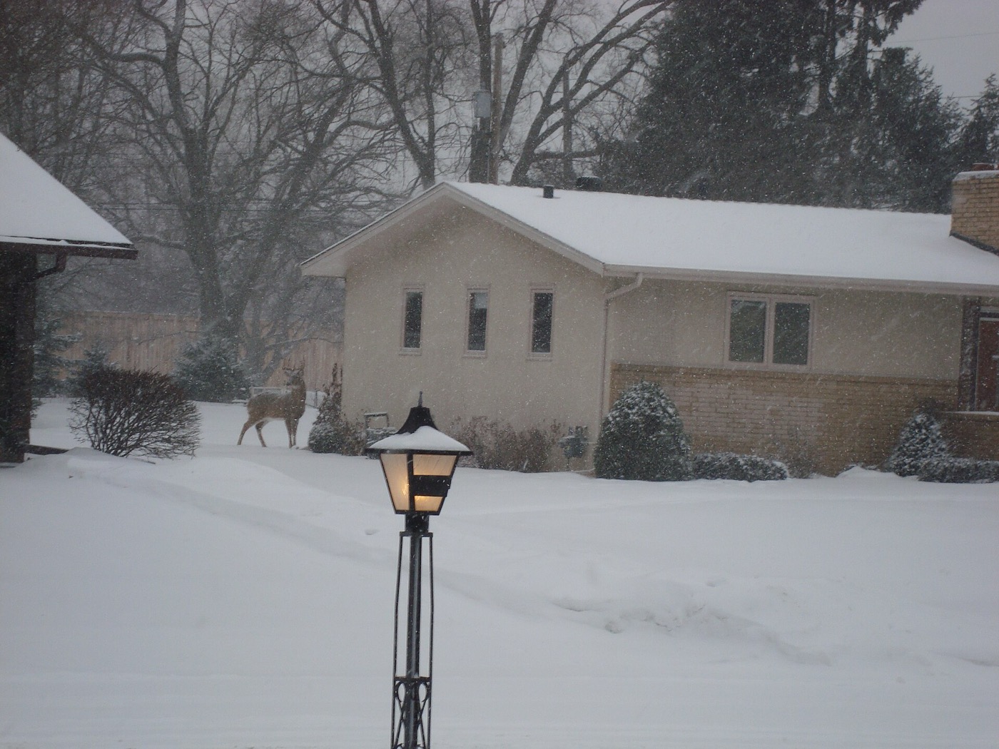 Snowy residential street in Golden Valley with a deer among the trees