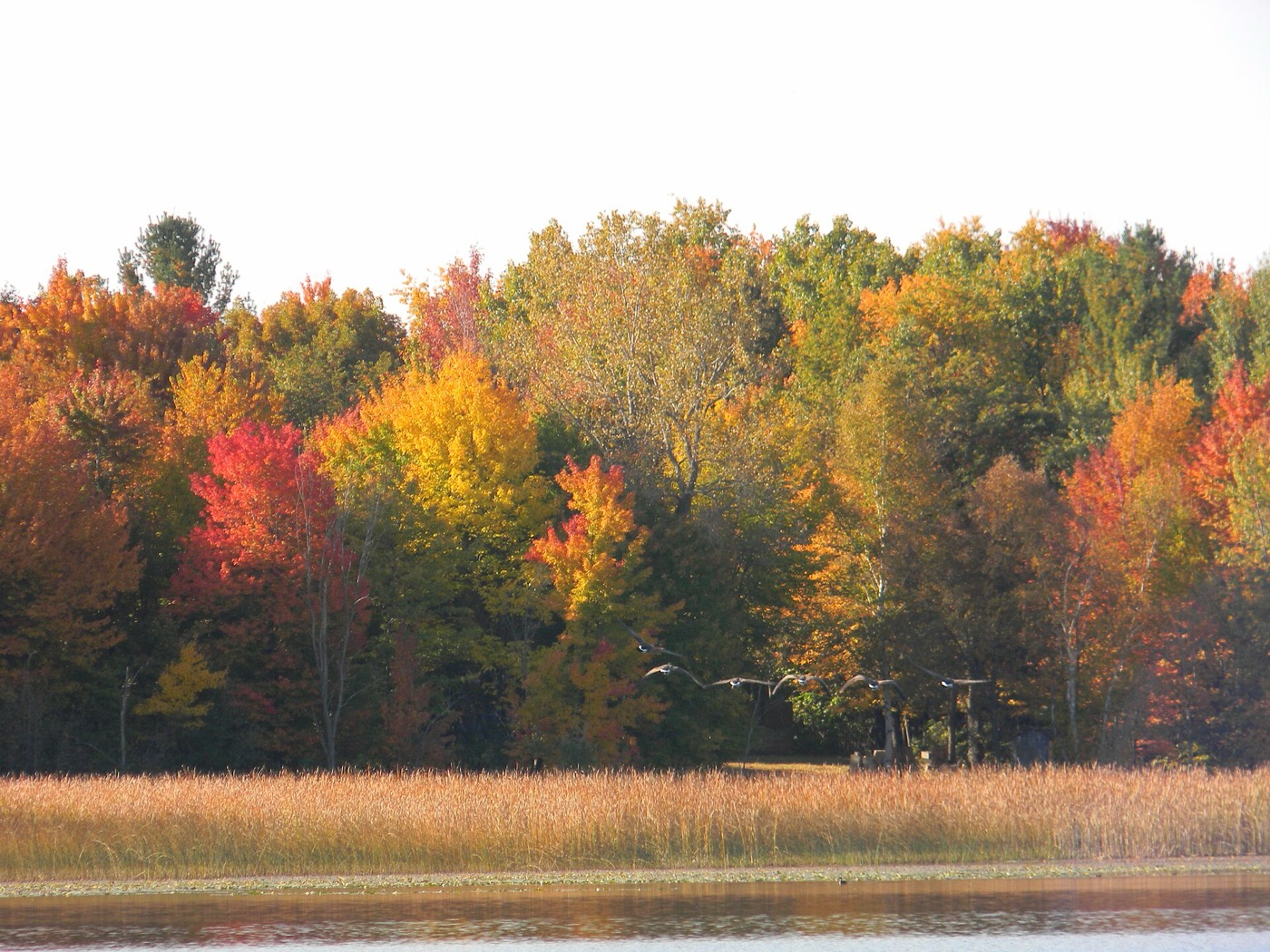 Autumn trees in red, orange and yellow above marsh grass and water in Ham Lake