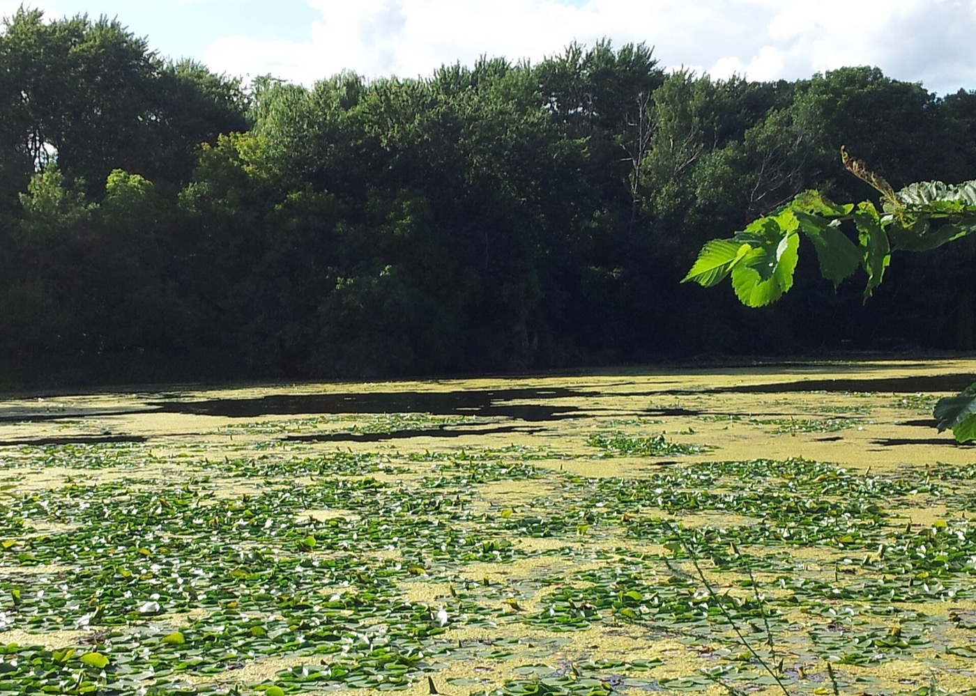 Lily pads covering Keller Lake with a wooded shoreline in Maplewood