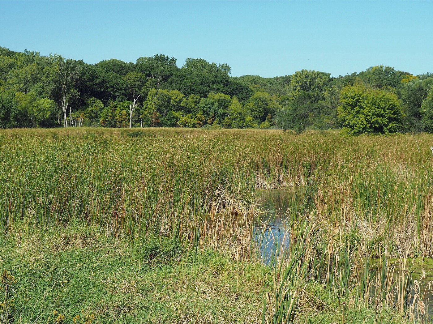 Wooded trail and open ground at Reservoir Woods Park in Roseville, Minnesota