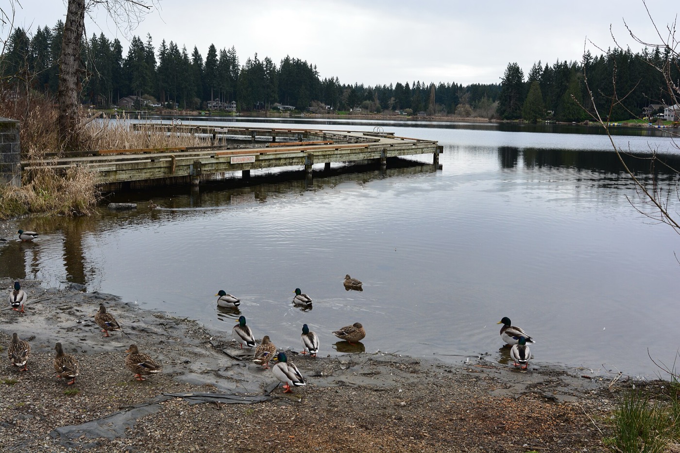 Cottage Lake and its pier seen from Cottage Lake Park