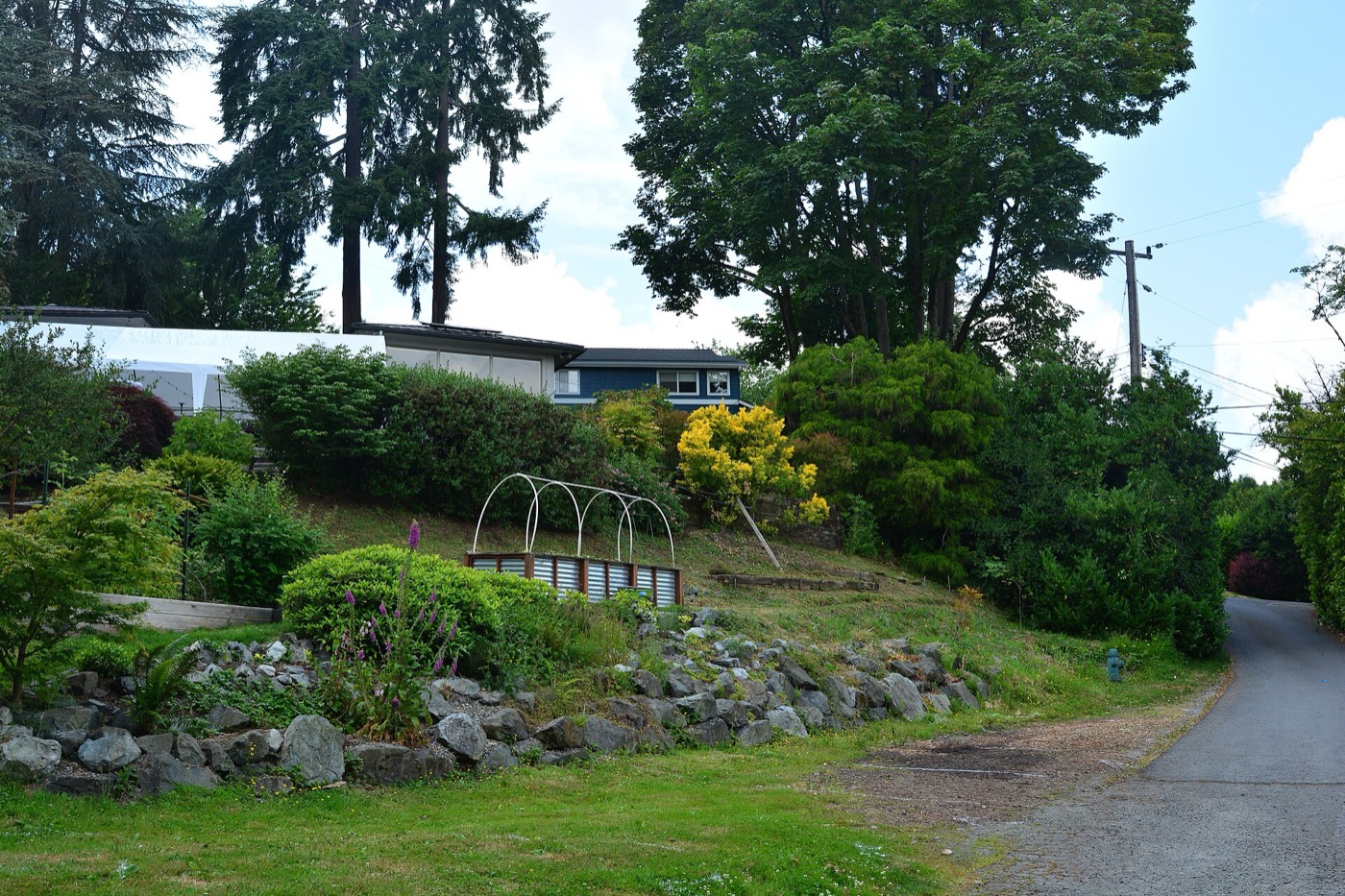 Rock-terraced hillside garden beside a narrow lane under tall evergreens in southern Lake Forest Park