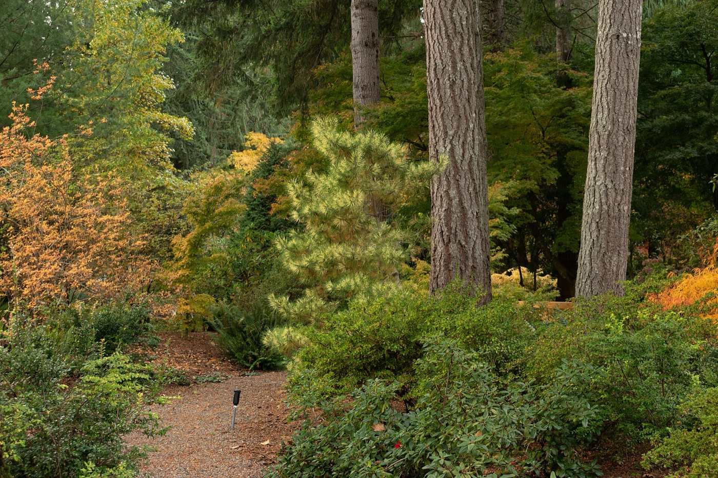 Trees and garden paths at Lake Wilderness Arboretum in Maple Valley